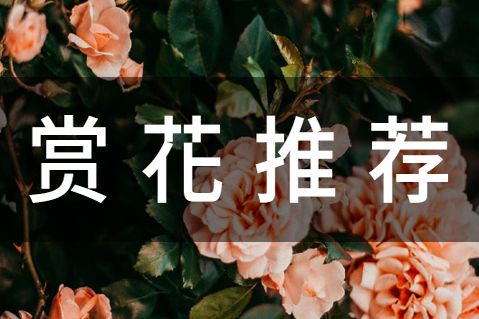 武汉晴川假日酒店樱花赏花攻略