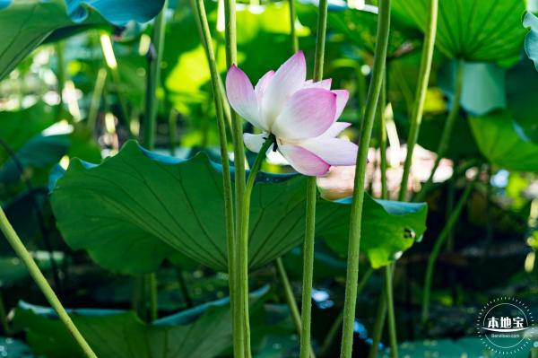 深圳立新湖公园有荷花吗