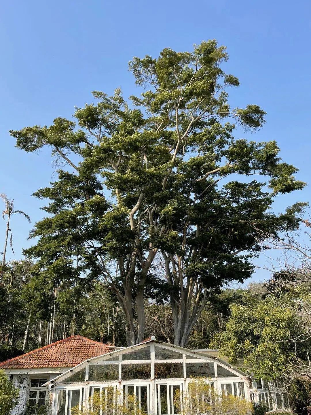 厦门鼓浪屿奇花异木打卡指南