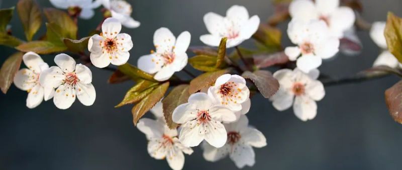 摄图网_500310845_春天樱花(企业商用).jpg