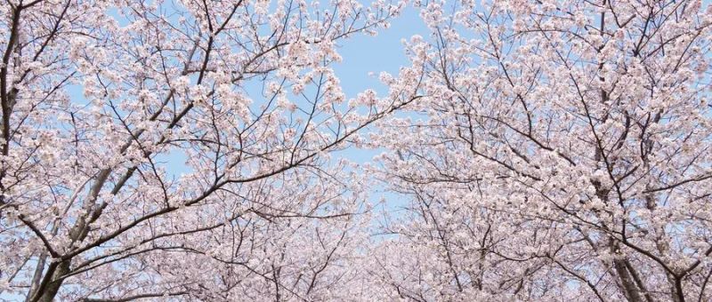 摄图网_507730346_春天盛开的樱花树林(企业商用).jpg