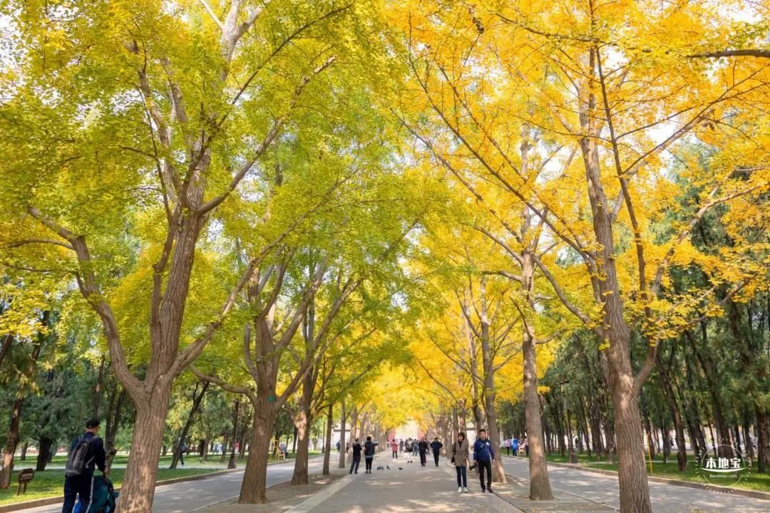 北京潭柘寺銀杏葉什么時候黃？