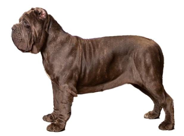 10 法国波尔多獒犬doguedebordeaux11 英国马士提夫犬mastiff12