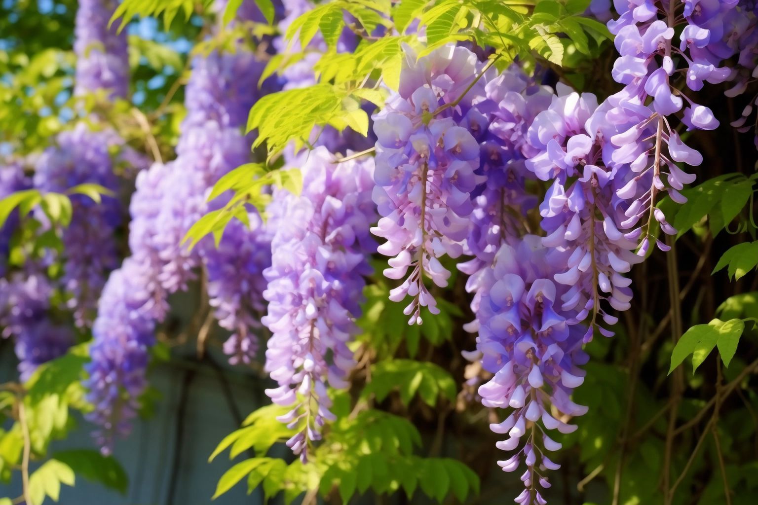 紫藤花介绍图片