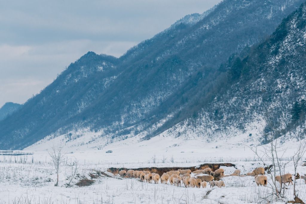 重庆看雪的旅游景点推荐（地点、路线、攻略）