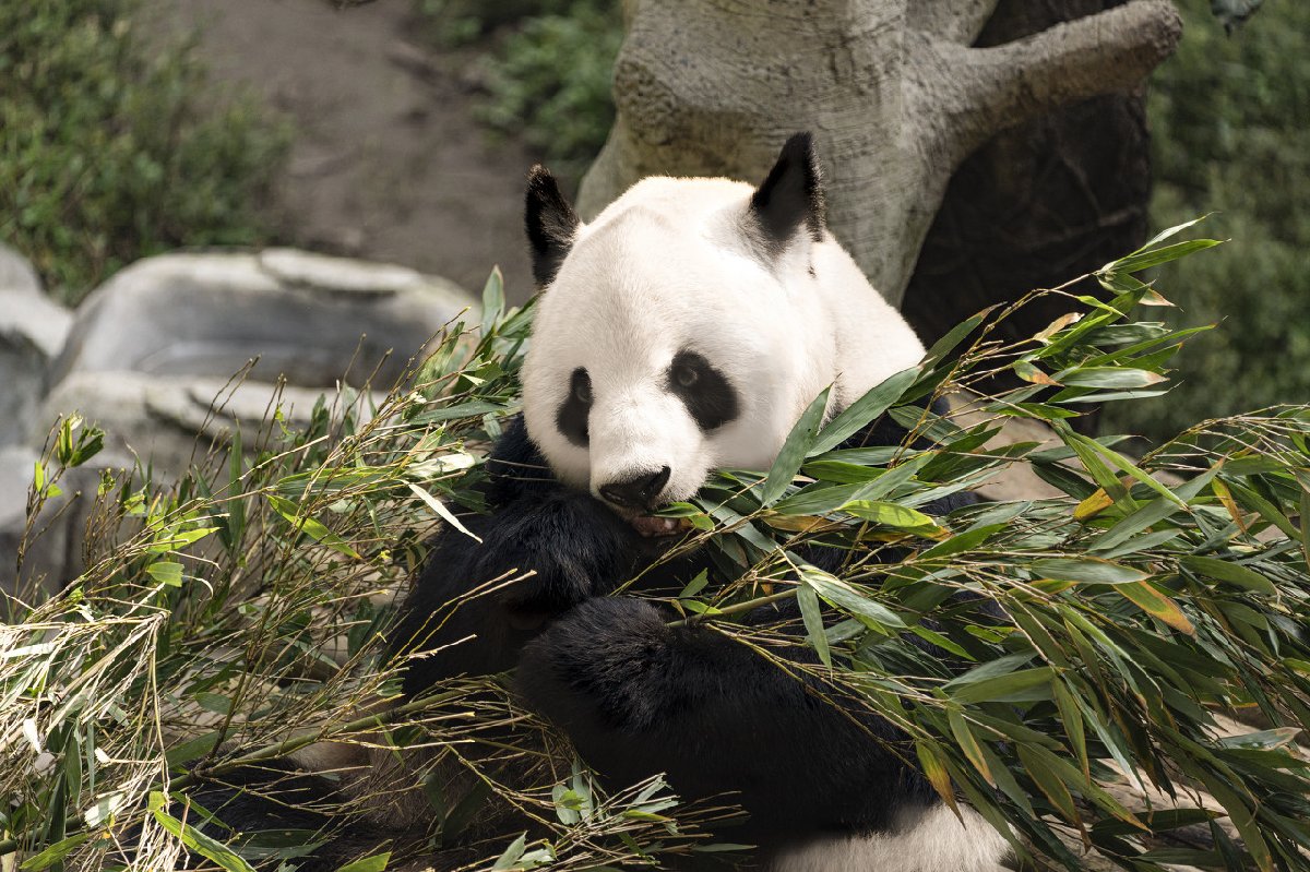 重慶動物園裡有大熊貓嗎