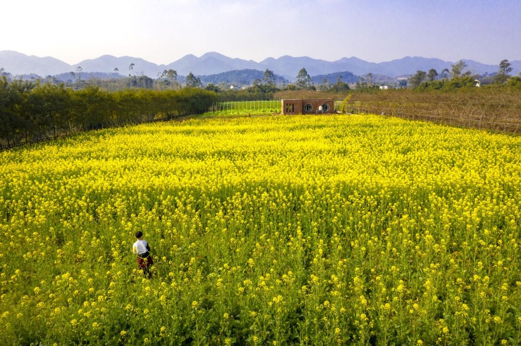 2024重庆璧山七塘油菜花观赏攻略（花期 位置 路线）