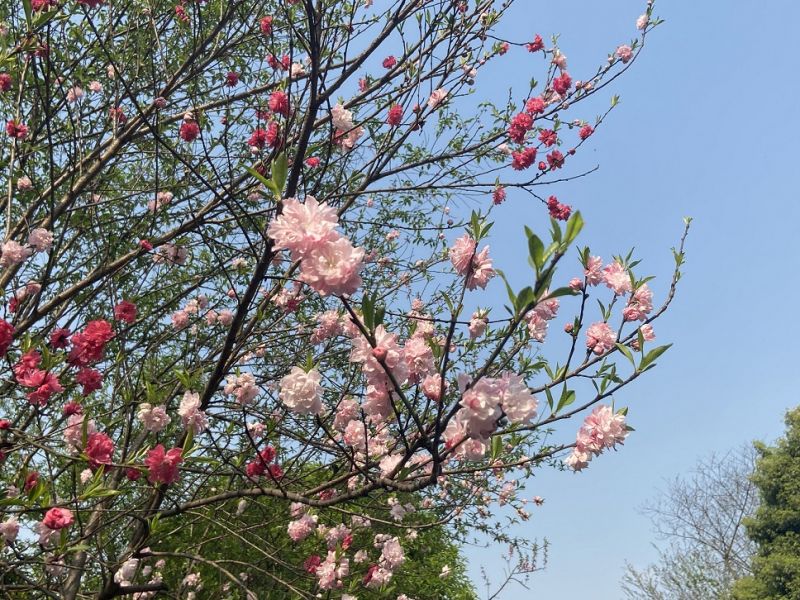 2024重庆看樱花免费景点有哪些？