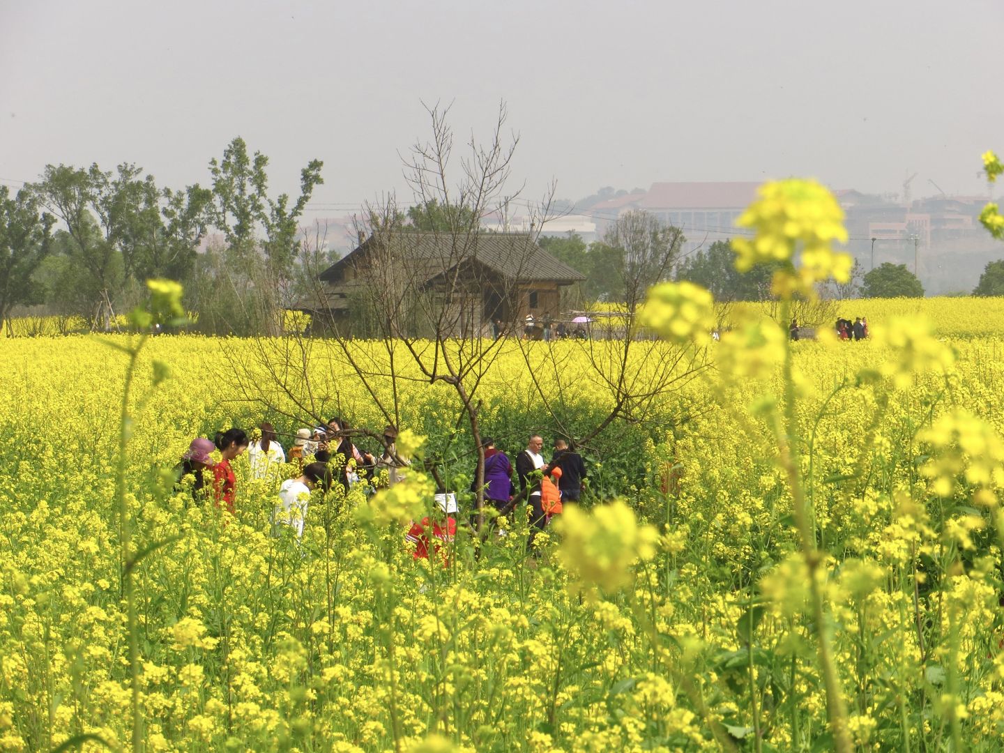 重慶廣陽島油菜花好玩嗎?附2023最新實拍圖