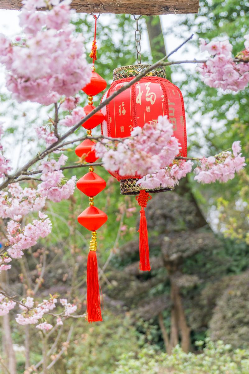 2024重庆南山植物园樱花开了吗