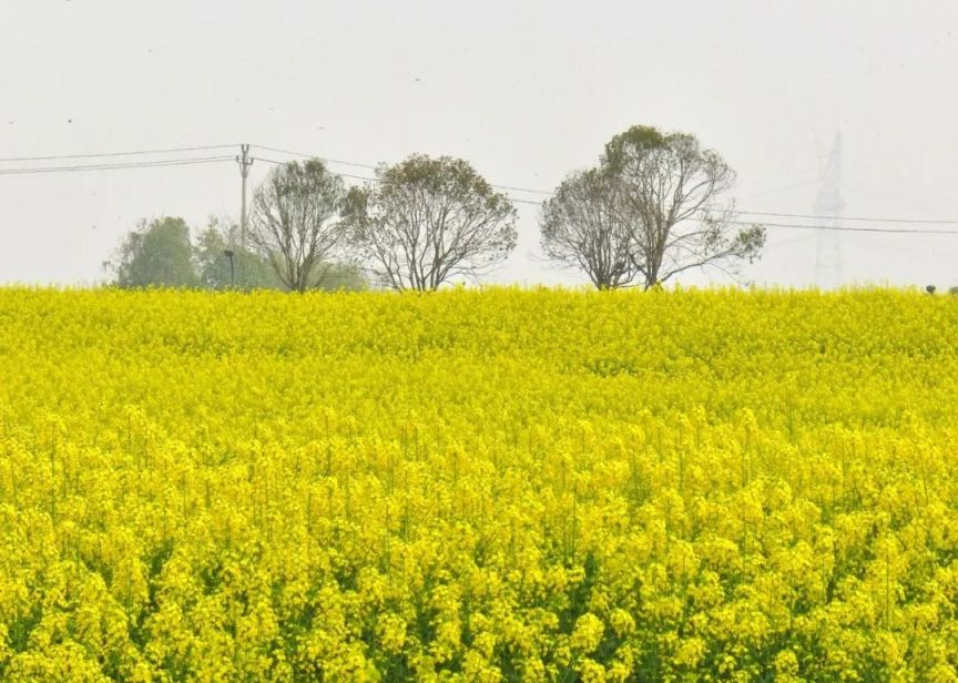 广阳岛油菜花图片