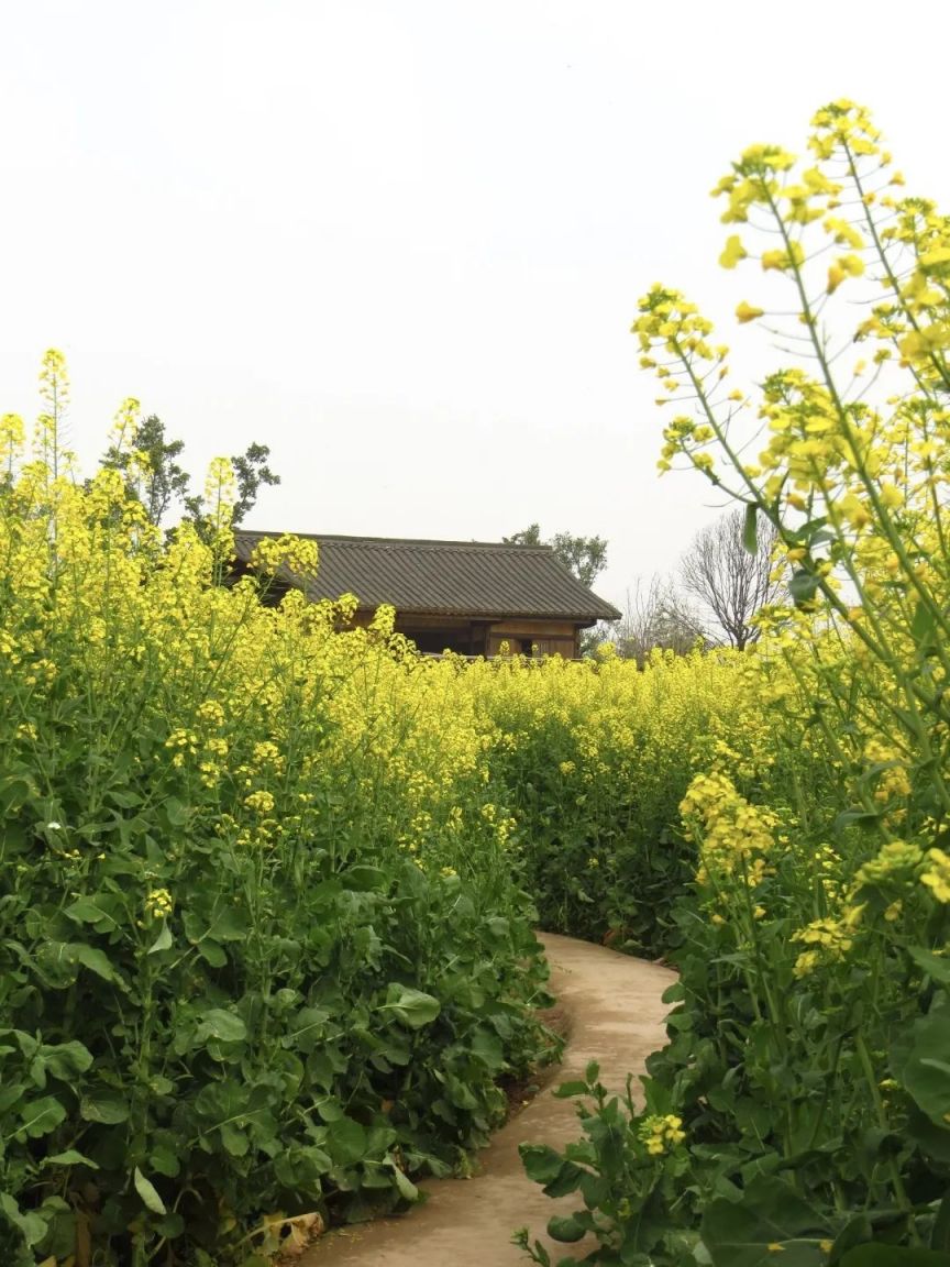 广阳岛油菜花图片