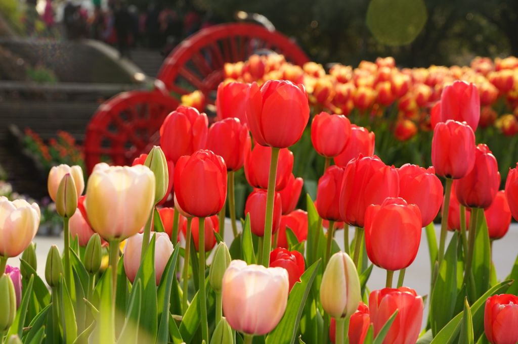 重庆郁金香花海在哪里（位置 花期 门票）