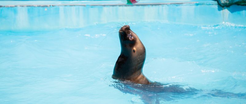 2025重庆海洋世界端午&六一优惠门票+游玩攻略