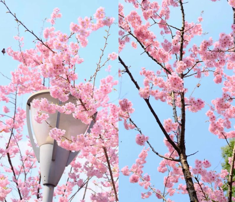 2026重庆春节赏花好去处