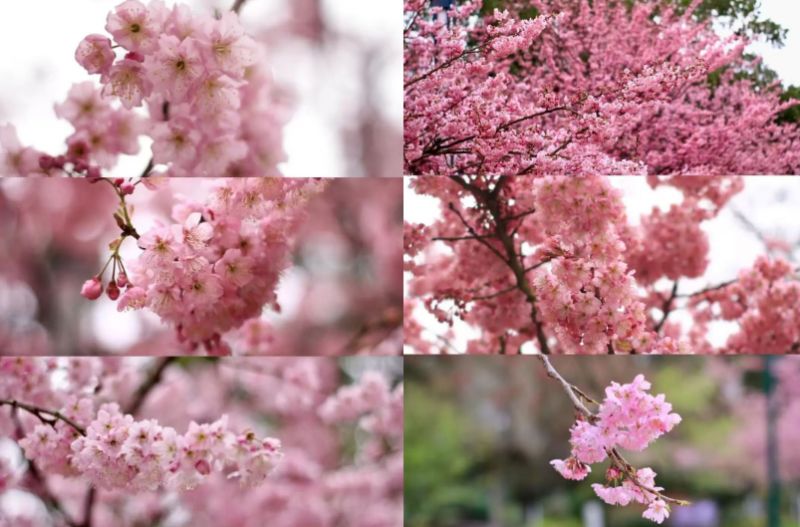 2026重庆春节赏花好去处