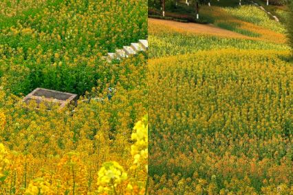 重庆主城油菜花景点在哪里？