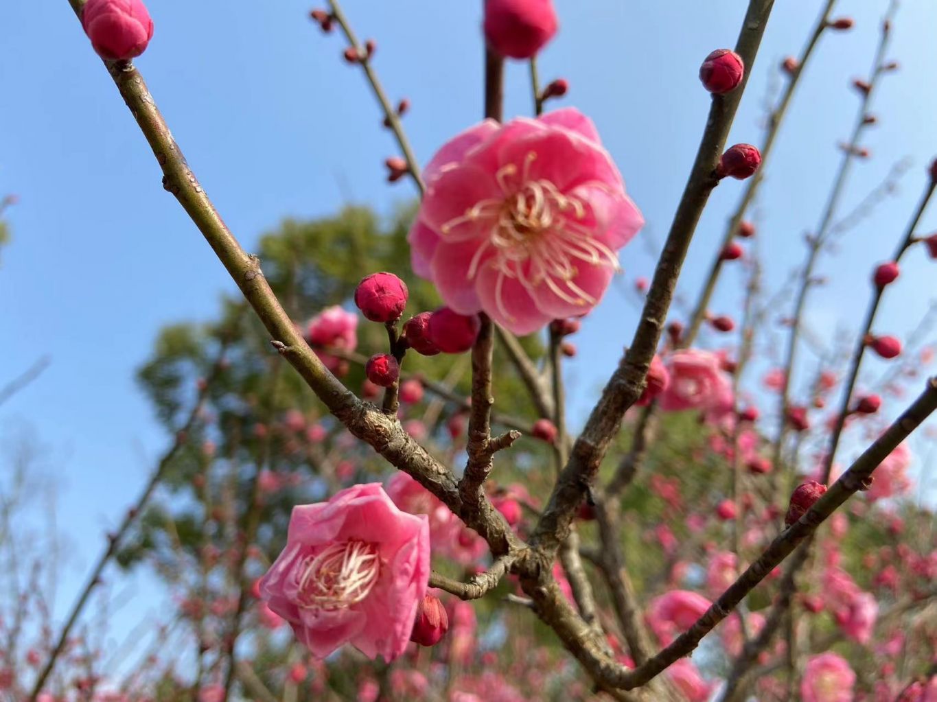 松雅湖梅花林指南（在哪里 开了吗 注意事项）