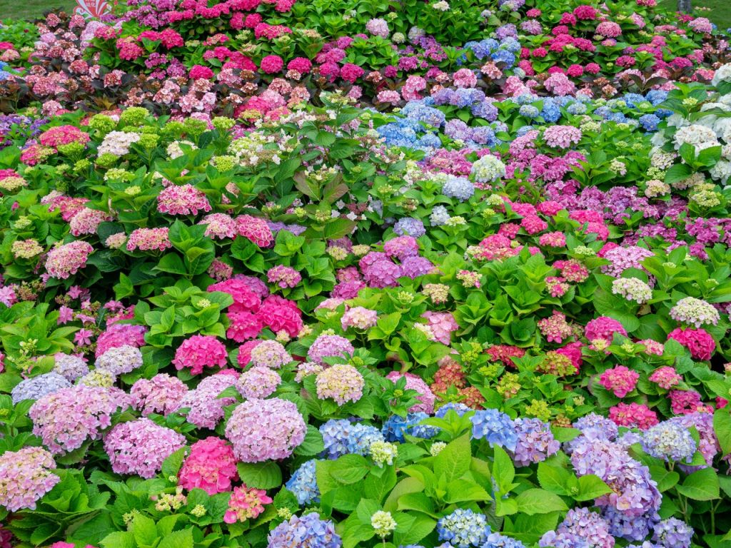 探索其丰富多彩的花语和寓意
