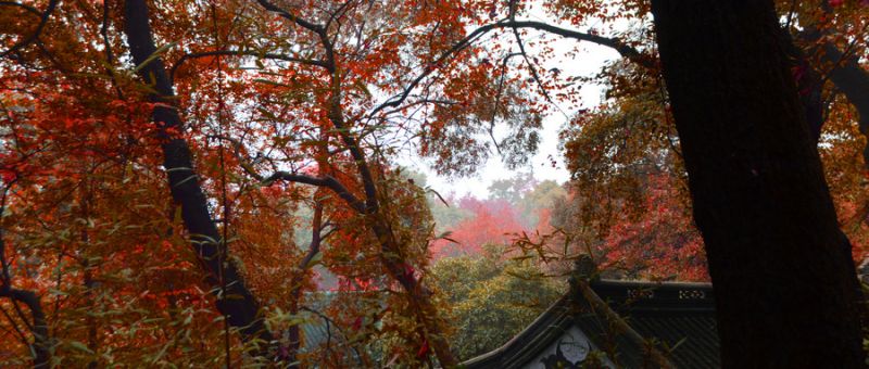 2025苏州天平山赏枫讯（持续更新）