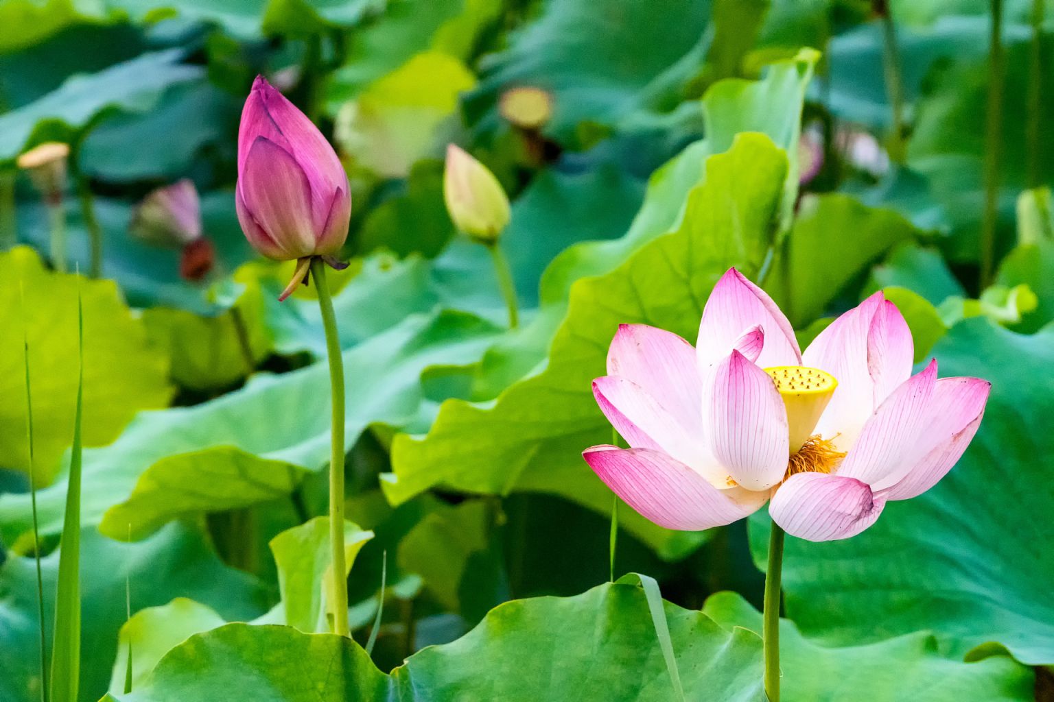 2025昆明六月赏花地点