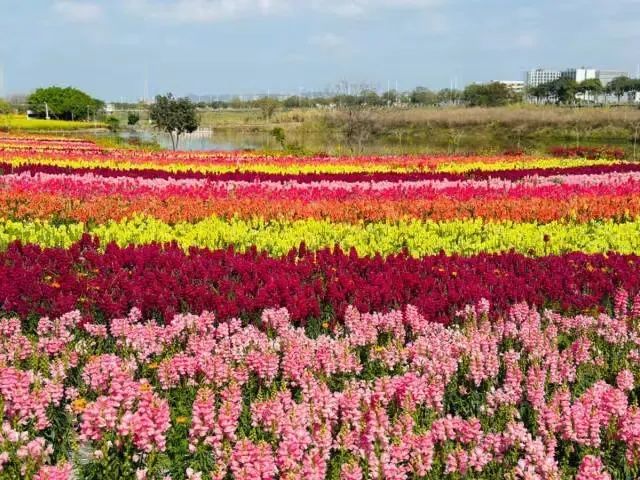 东莞5月份可以去哪赏花？-莞事通