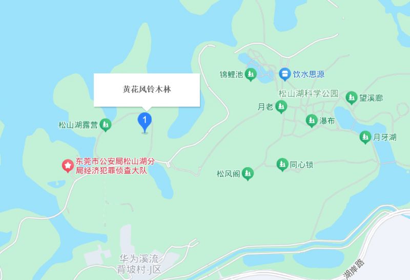 东莞黄花风铃木林在哪里？