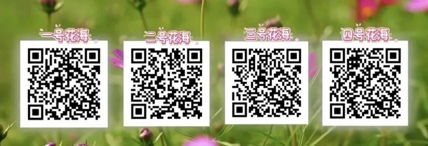 2026东莞沙田镇格桑花田观赏打卡攻略