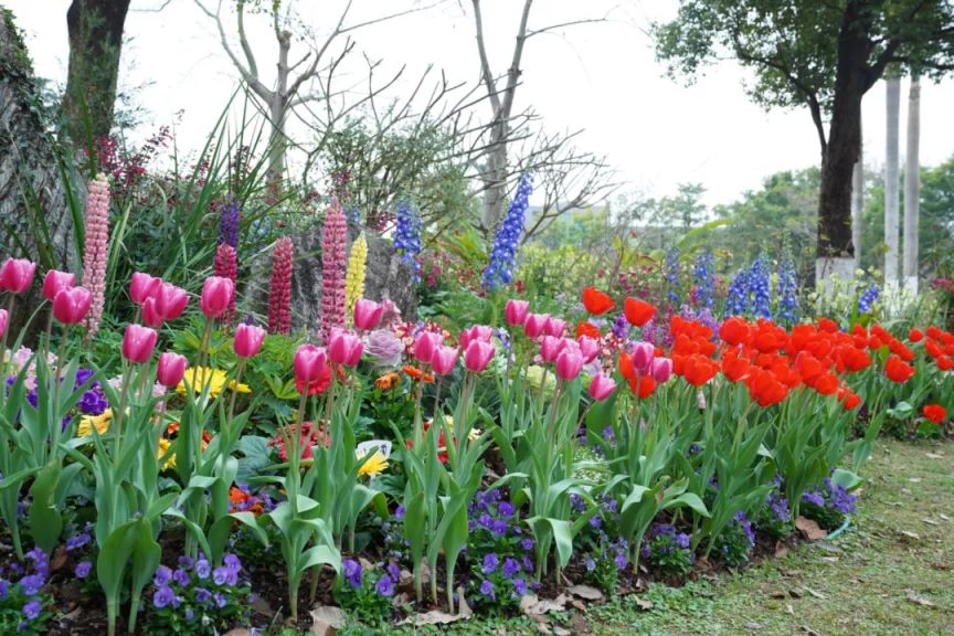2026东莞植物园新春游园会活动游玩攻略