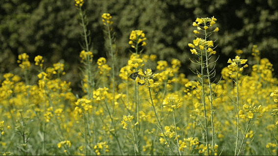 2026东莞寮步佛灵湖郊野公园油菜花海观赏指南