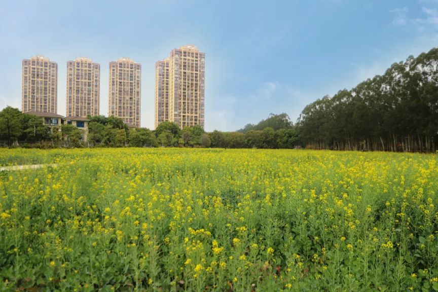 2026东莞万江新和社区油菜花海观赏打卡攻略