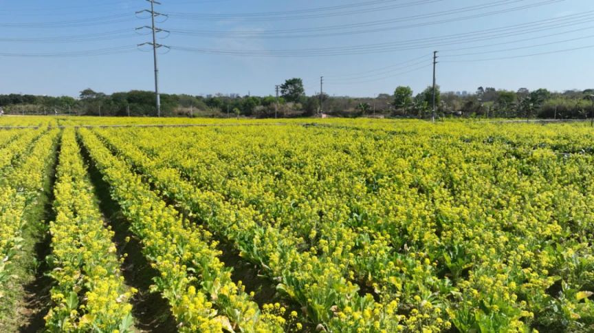 2026东莞茶山镇南社村油菜花海打卡攻略