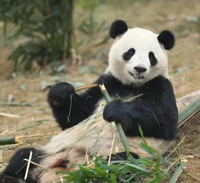 福州熊猫世界有几只熊猫？