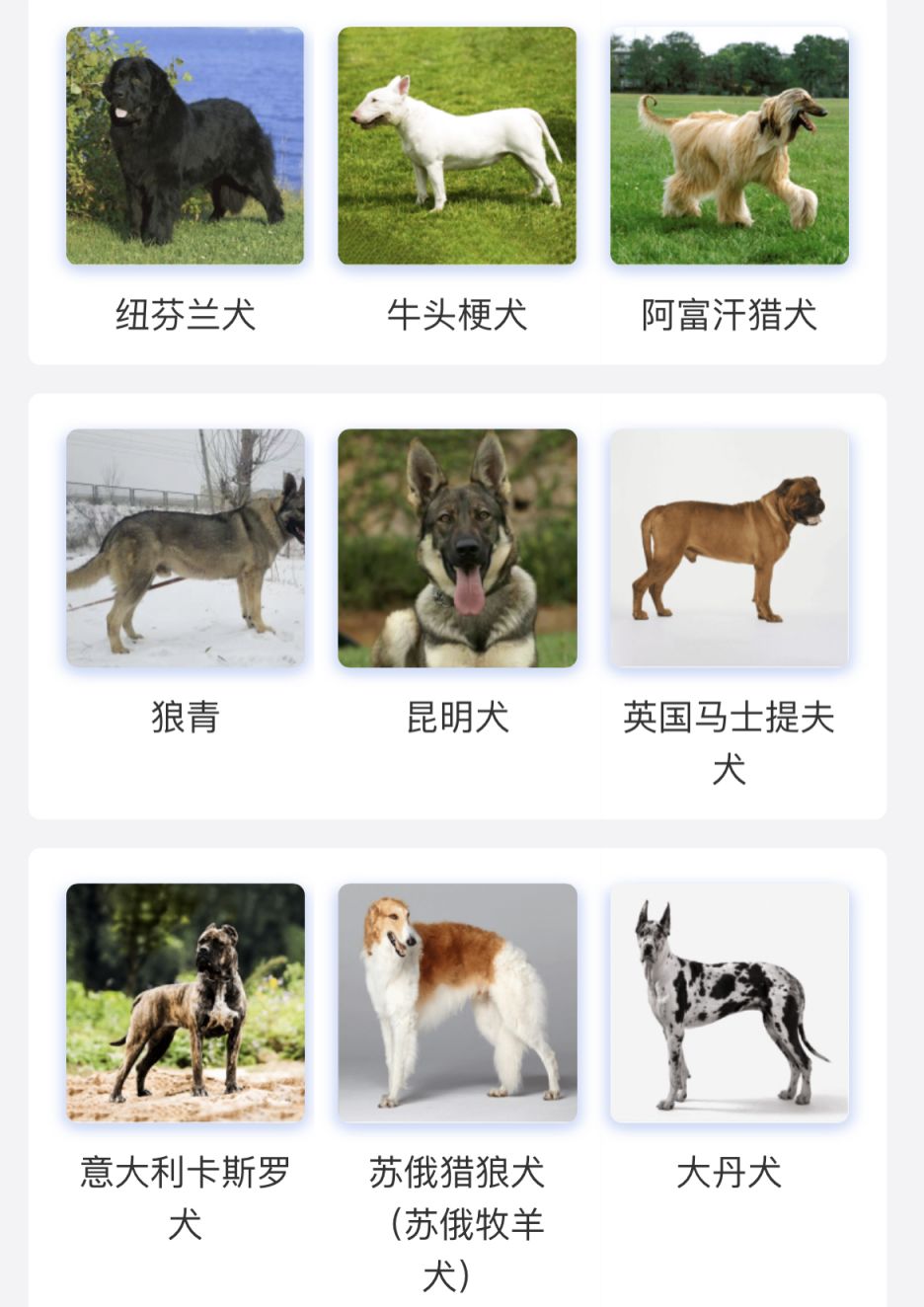 大型犬烈性犬名单图片