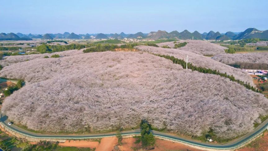 平坝樱花真实照片图片