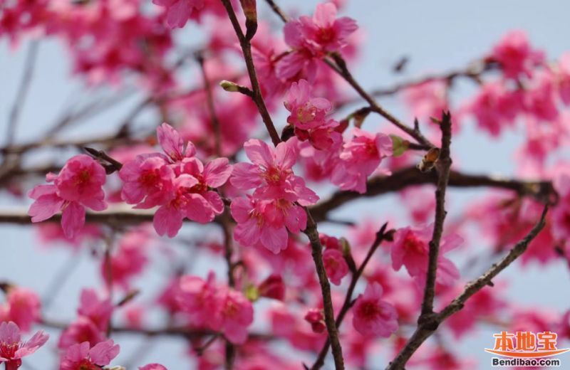 2023花城广州十大春季赏花点