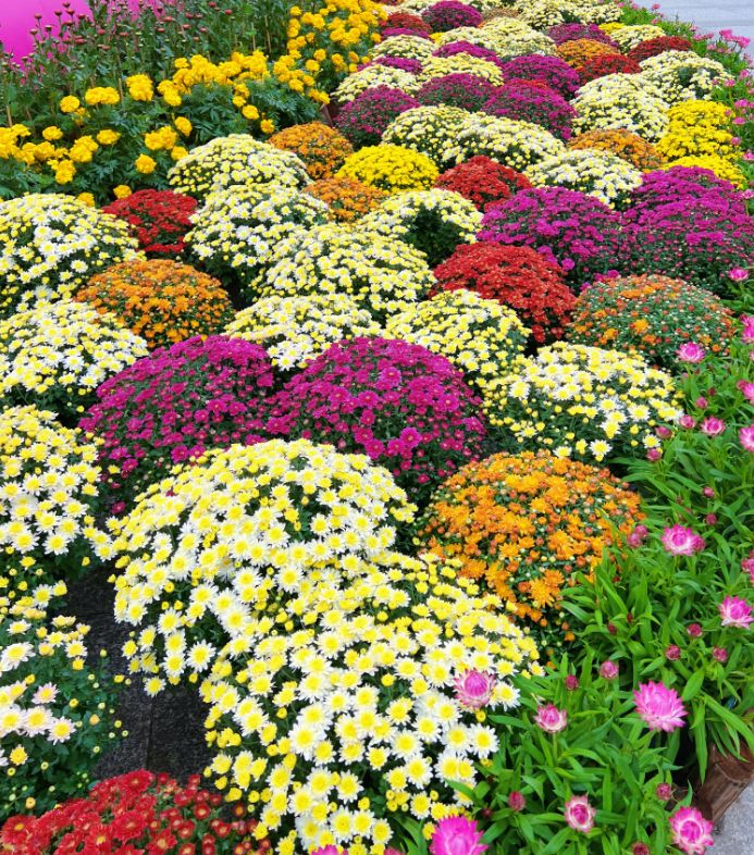 2025年广州文化公园菊展开放时间(附实拍图)