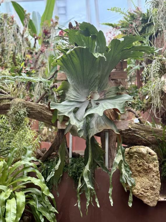 广州云萝植物园镇园之宝是什么？