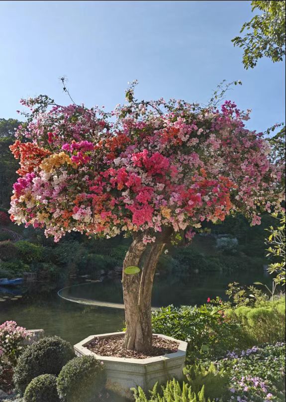 广州云萝植物园镇园之宝是什么？