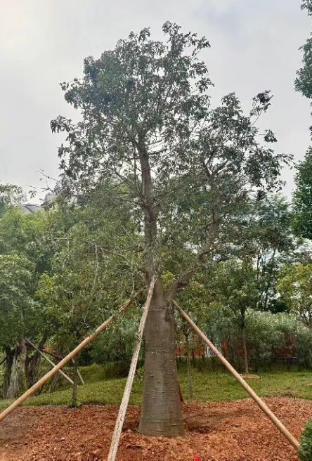 广州云萝植物园镇园之宝是什么？