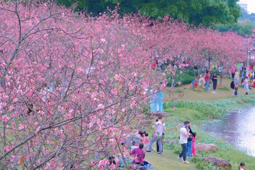 2025广州樱花观赏地点汇总（花期 地址 交通）