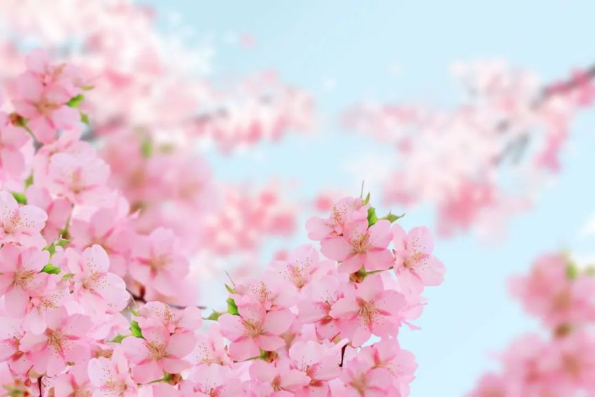 2025广州樱花观赏地点汇总（花期 地址 交通）