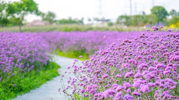 2023年惠州仙眷花洲花海公园沙澳花海赏花攻略- 惠州本地宝