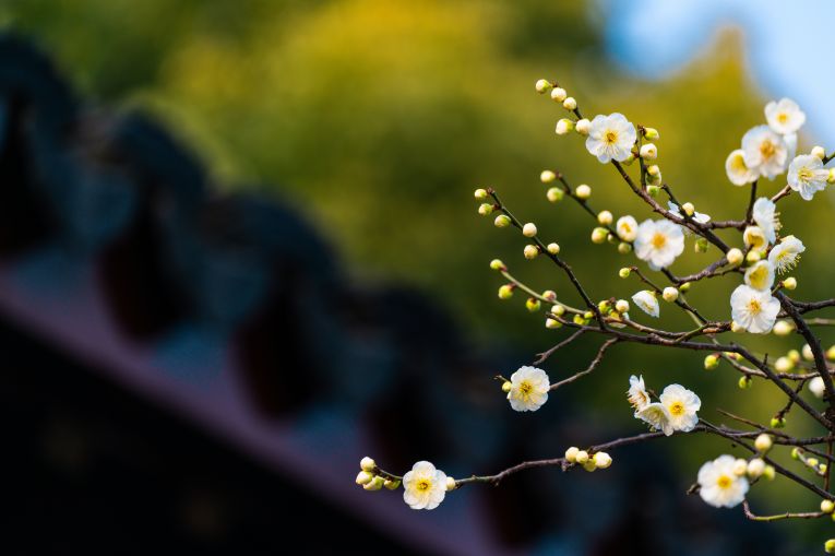 博羅羅浮山冬季賞花品種匯總