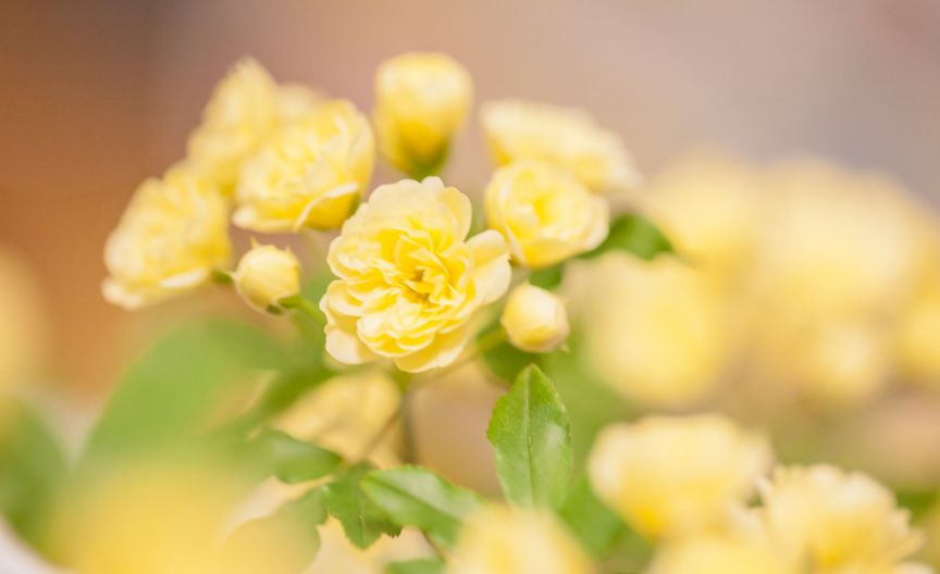 崂山春日赏花攻略