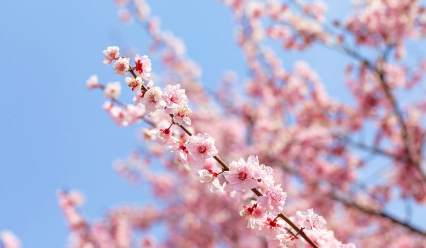 崂山春日赏花攻略