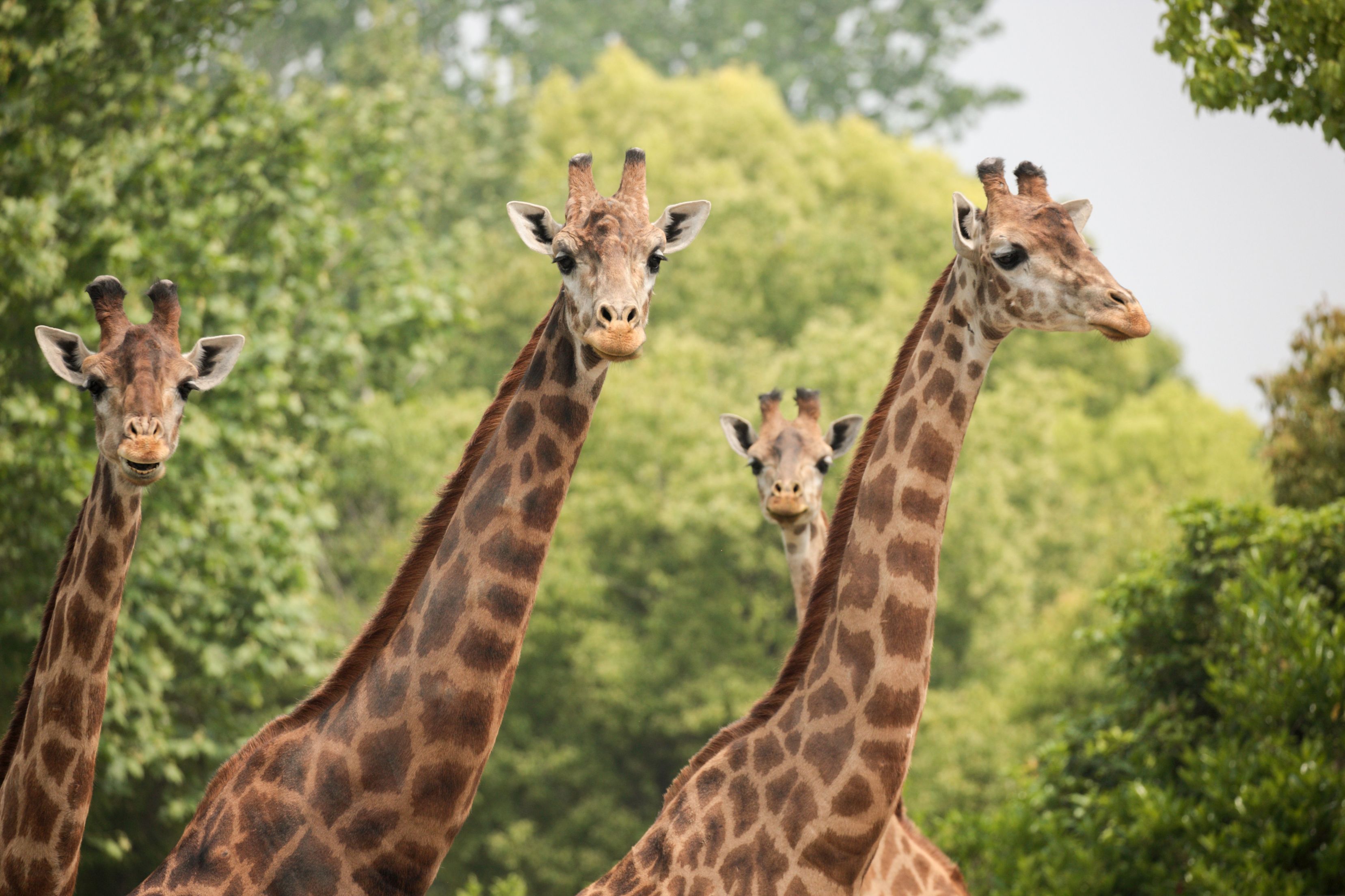 2025上海野生动物园门票半价时间+购票渠道
