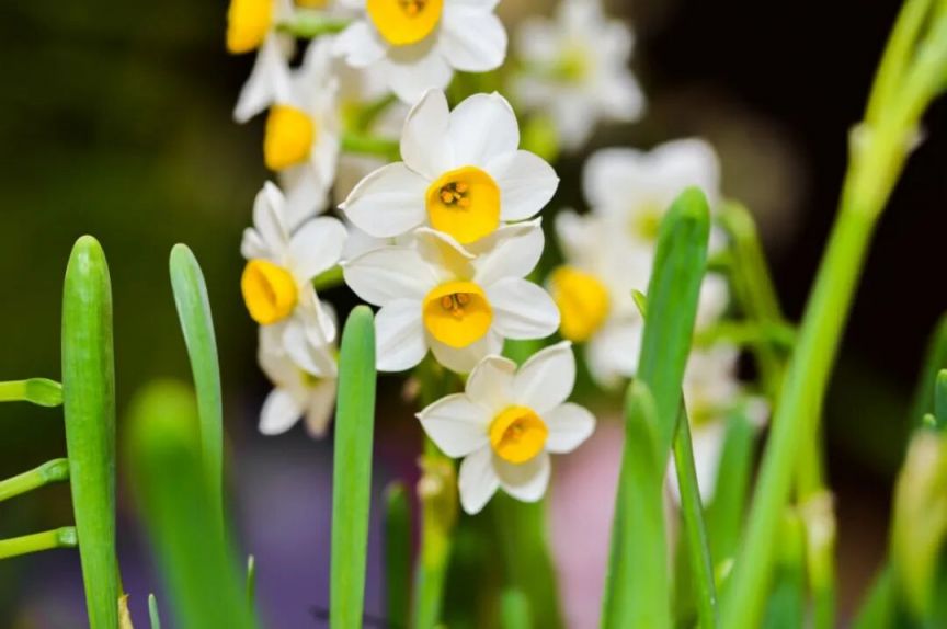 摄图网_501717655_立春水仙花(企业商用).jpg