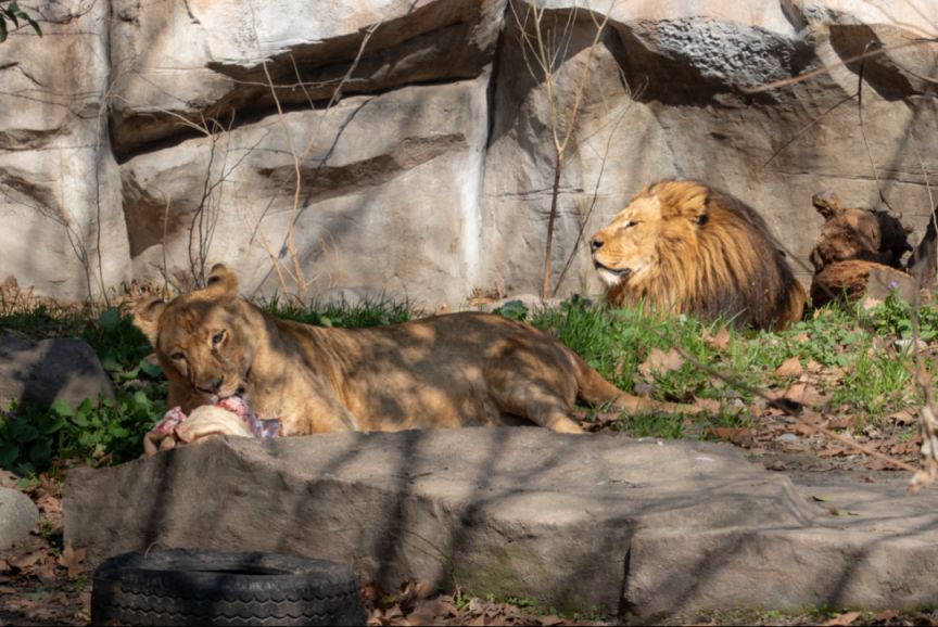 上海动物园推出2026妇女节女士半价优惠票