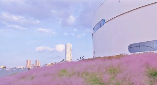 上海粉黛草公园赏花指南(花期+门票+地点)